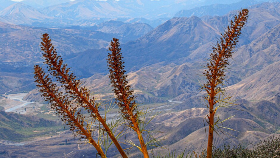 Wild Spainards, Clarence Reserve