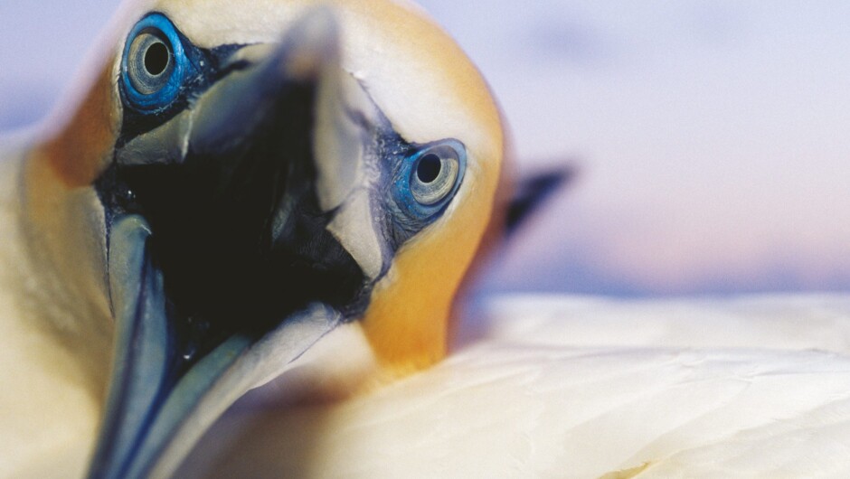 Muriwai Gannet Colony