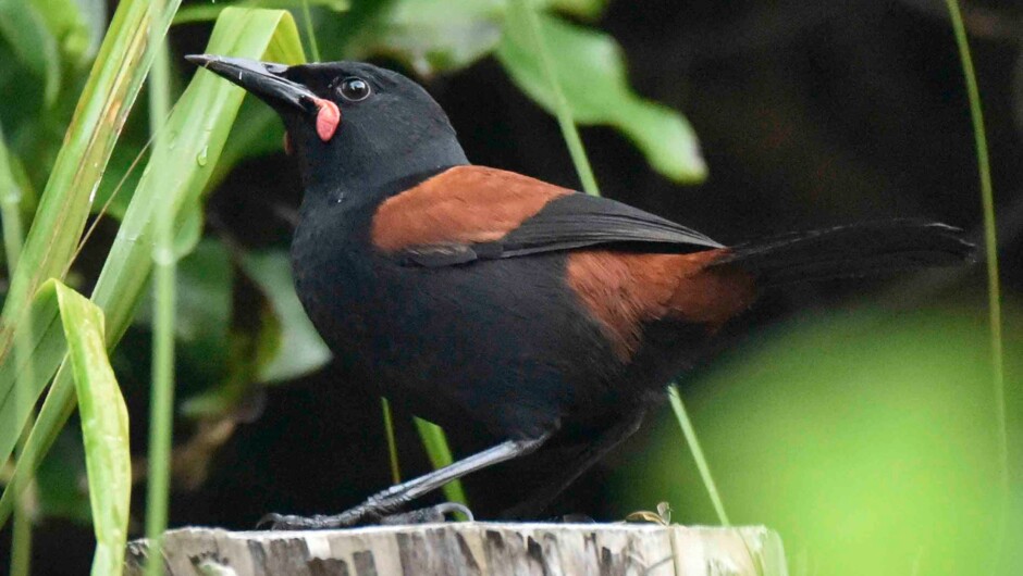 Tieke Saddleback. Released in 2015 by Project Island Song, to predator free island in Ipipiri creating a wildlife sanctuary in the Bay of Islands.
