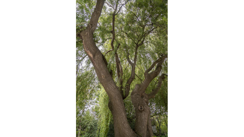 The glorious 50 year willow is a feature as you enter.