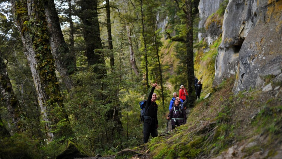 Walk under the towering limestone bluffs as you descend through the native forest.