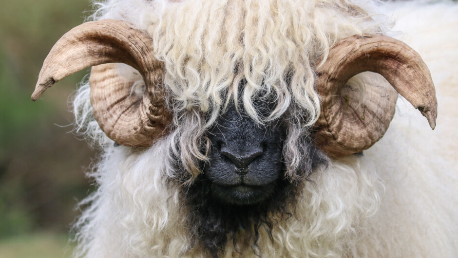Chester the Swiss Valais Ram, he will do anything for treats you can even touch his giant horns and give his nose a rub!