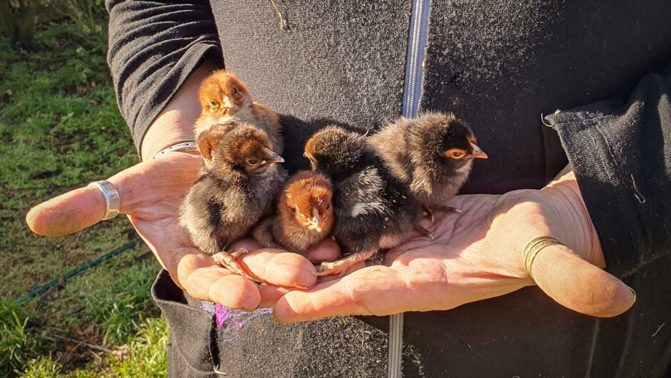 We are always hand rearing baby chicks and ducklings. Maybe you would like to hold one...