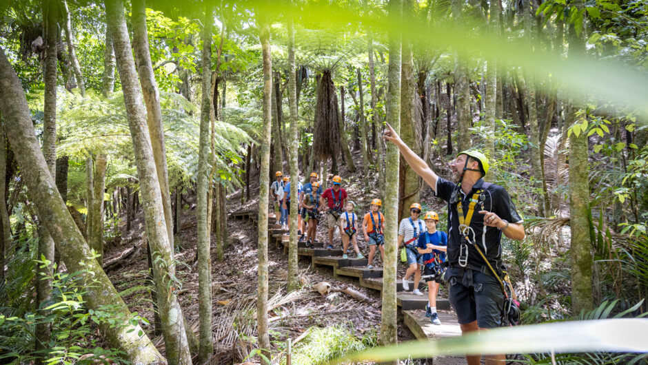 In the company of our expert guides, explore our native forest and discover how your visit is helping to protect this ancient treasure for future generations.