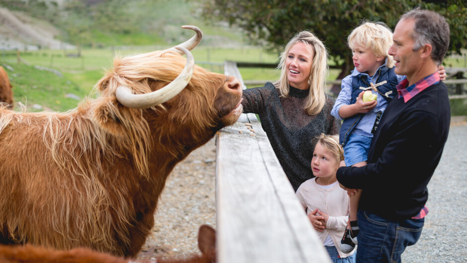 Walter Peak High Country Farm - Say hi to a highland cow.