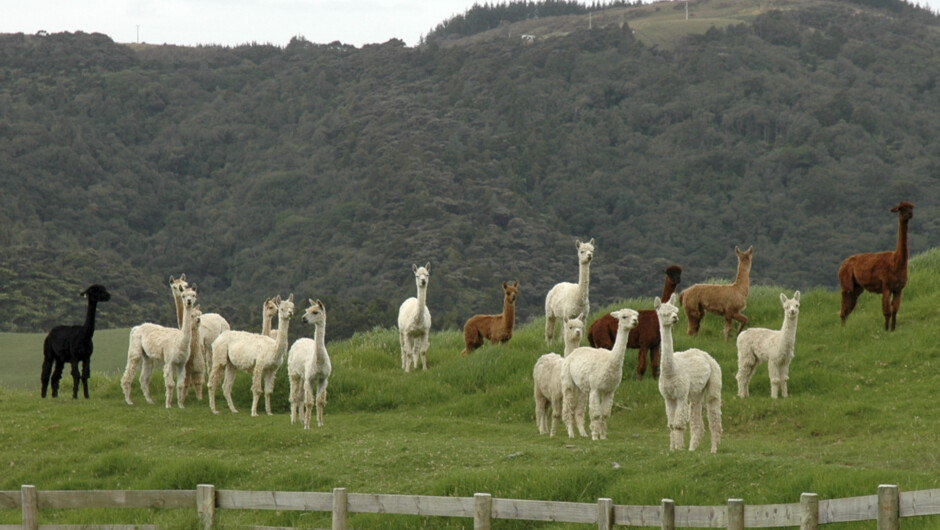 Some of the alpacas in the paddock in front of the house