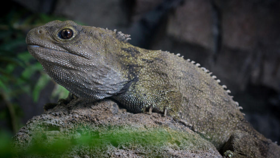 Try and spot a shy Tuatara hiding in the foliage.