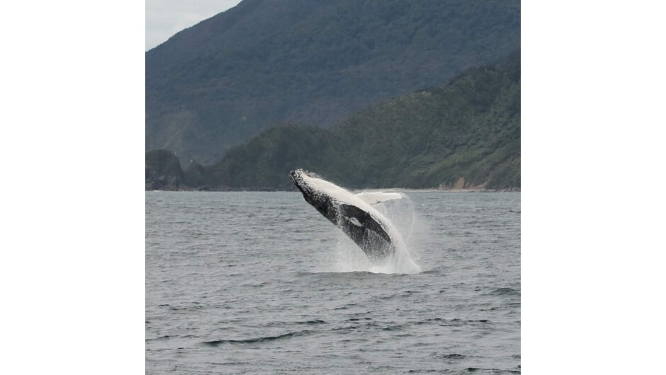 Humpback Whale on Doubtful Sound