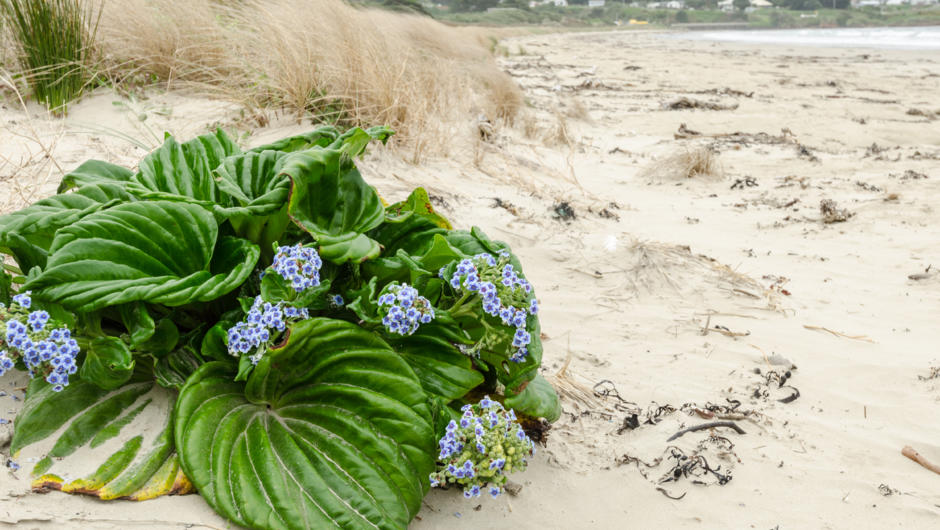 Flowering Chatham Islands forget-me-not on a sandy beach on the Chatham Islands, New Zealand