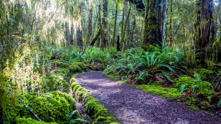 Lush beech forest in Fiordland National Park on the Kepler Track.