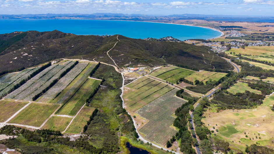 An aerial view of the rolling landscape at Karikari Estate Winery