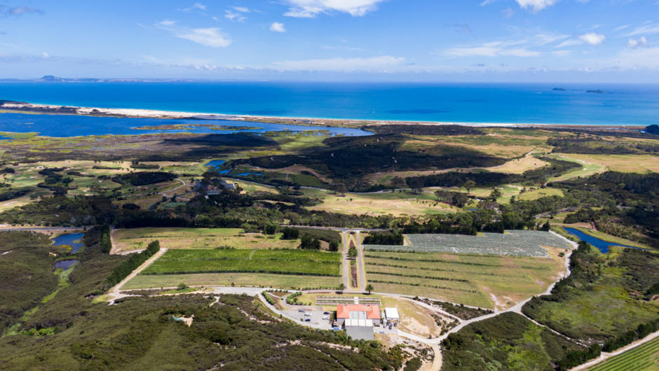 An aerial view of our beautiful vineyard overlooking the pacific ocean