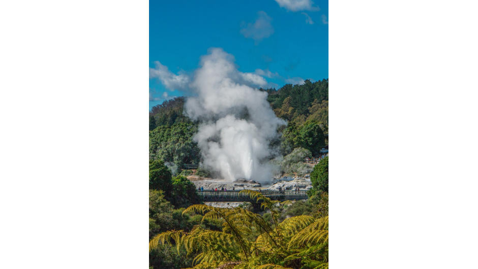 Te Puia - Pohutu geyser erupting in the distance
