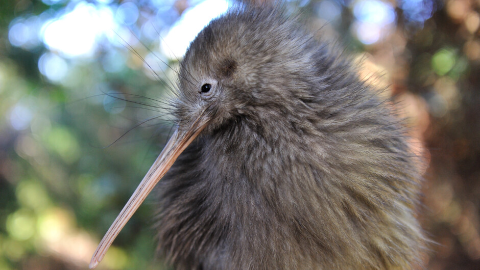 Te Puia - Rare nocturnal kiwi  bird