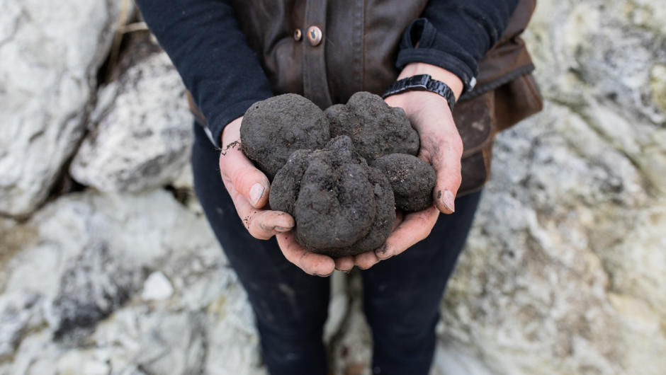 Indulge in this unique and rare opportunity to find and then savour some of New Zealand's finest Black Truffle.  (Tuber melanosporum)