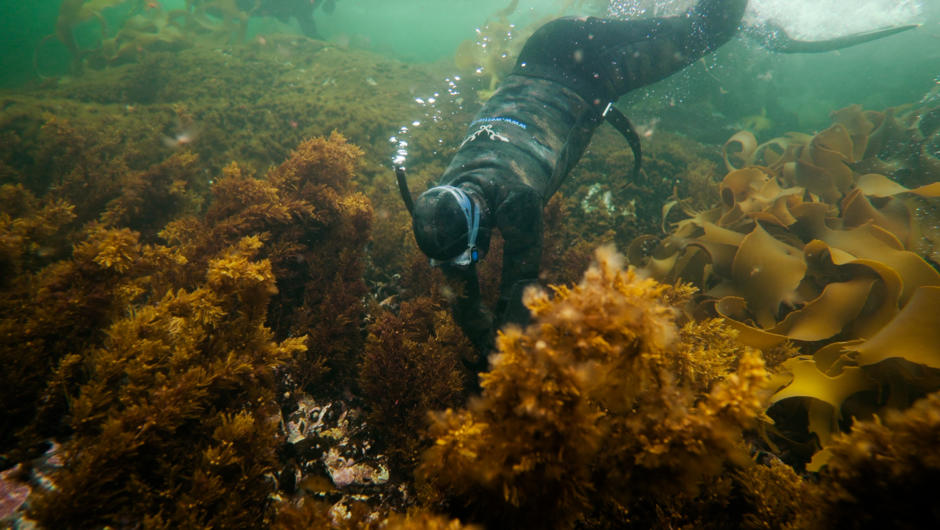 The free diving and scubaing in Fiordland is amazing and we have all the gear to make it happen.