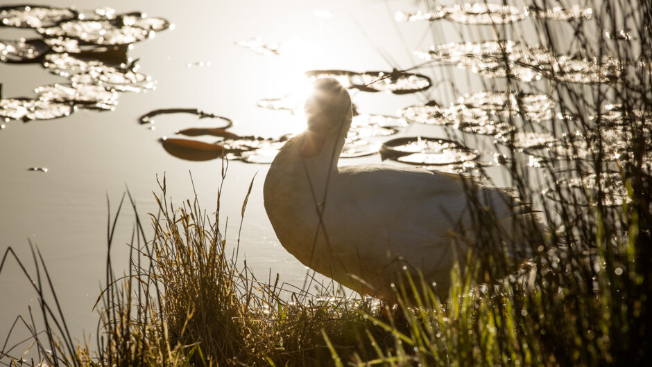 Resident duck, enjoying the pond
