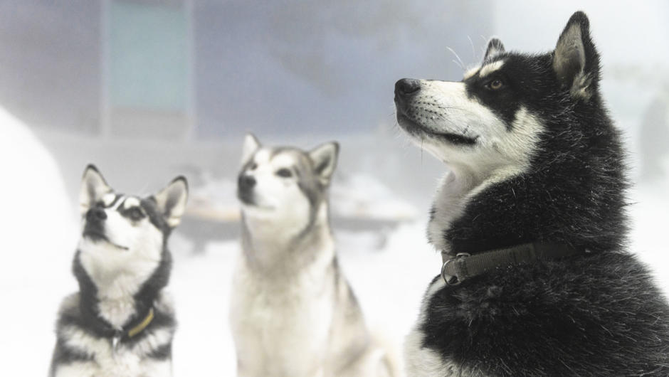Huskies at the International Antarctic Centre