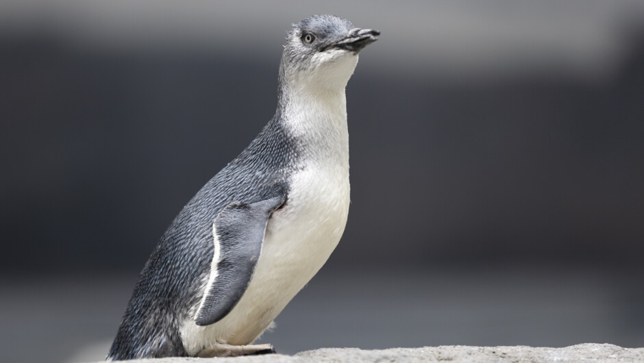 International Antarctic Centre Penguins