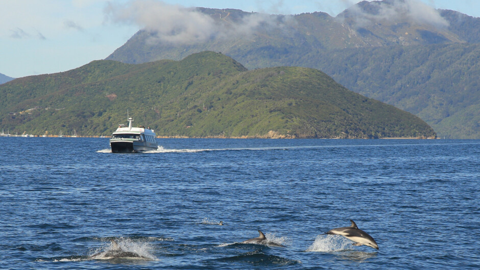 Dolphins on the way to the Queen Charlotte Track