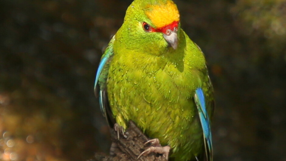 Motuara bird island