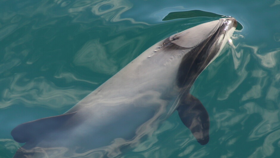 Dolphins on a cruise with Beachcomber Cruises