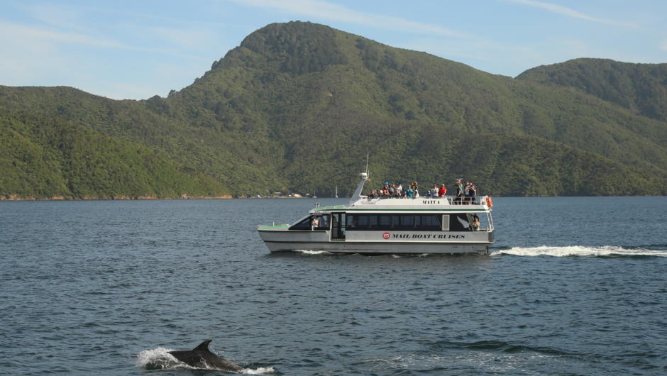 Beachcomber Cruises Picton Mail Boat - with Dolphins