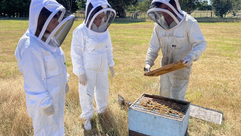 Checking out a live beehive with Alex Polaschek Beekeeper-Owner, Greytown Honey.