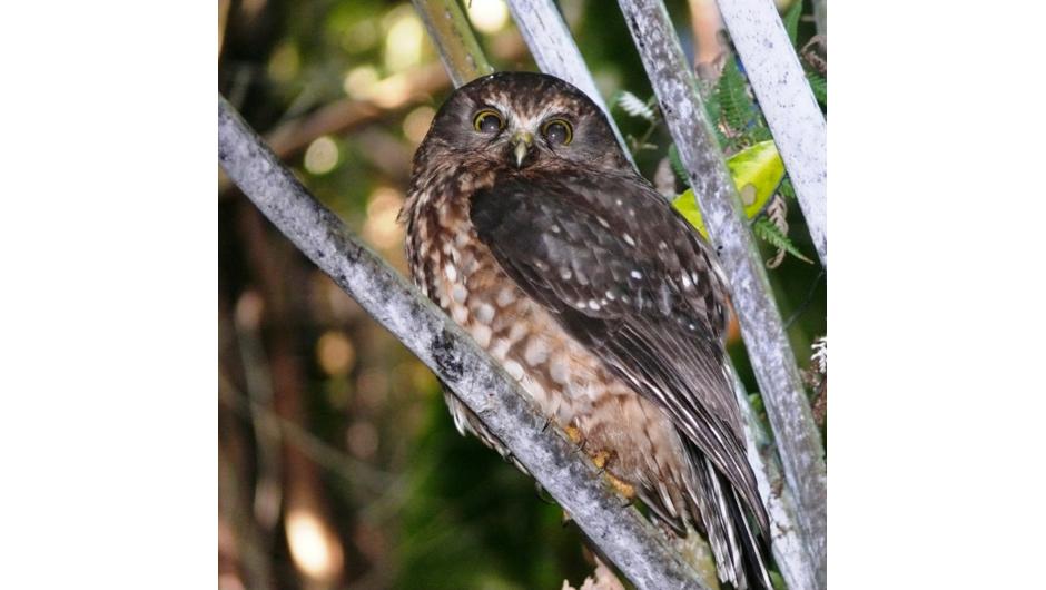 The New Zealand Morepork is found at home at the Sculpture Park