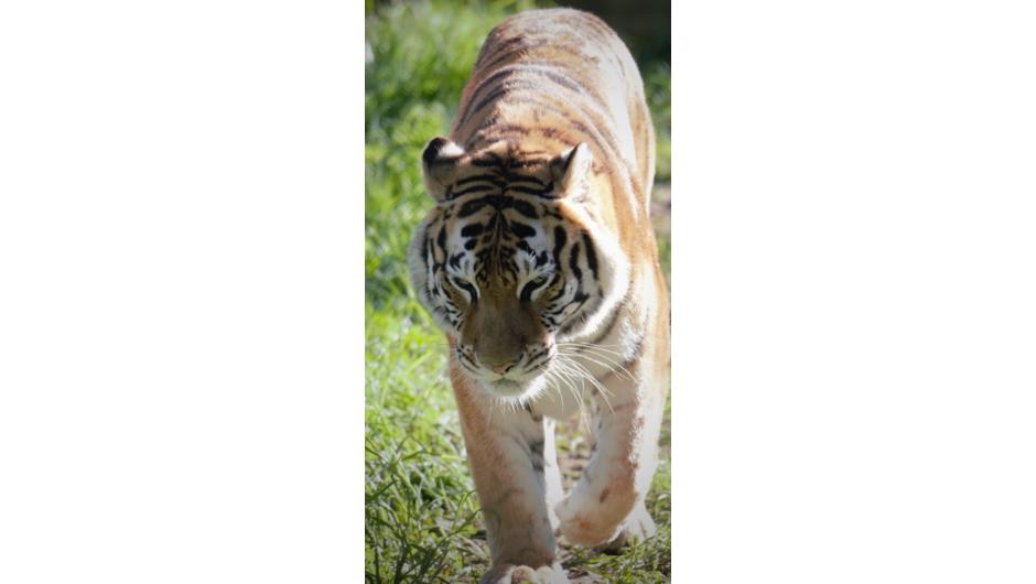 Indira the Bengal tiger