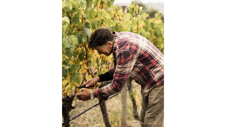Have the chance to encounter Hans working in the vineyard while on a tour.