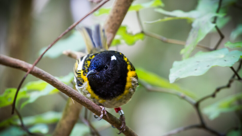 Hihi / stitchbird at Zealandia