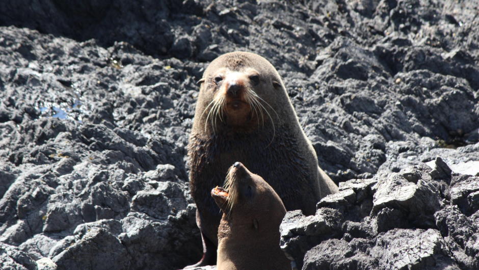 Fur Seals at the Cape Palliser Seal Colony, the North Island's largest seal colony.