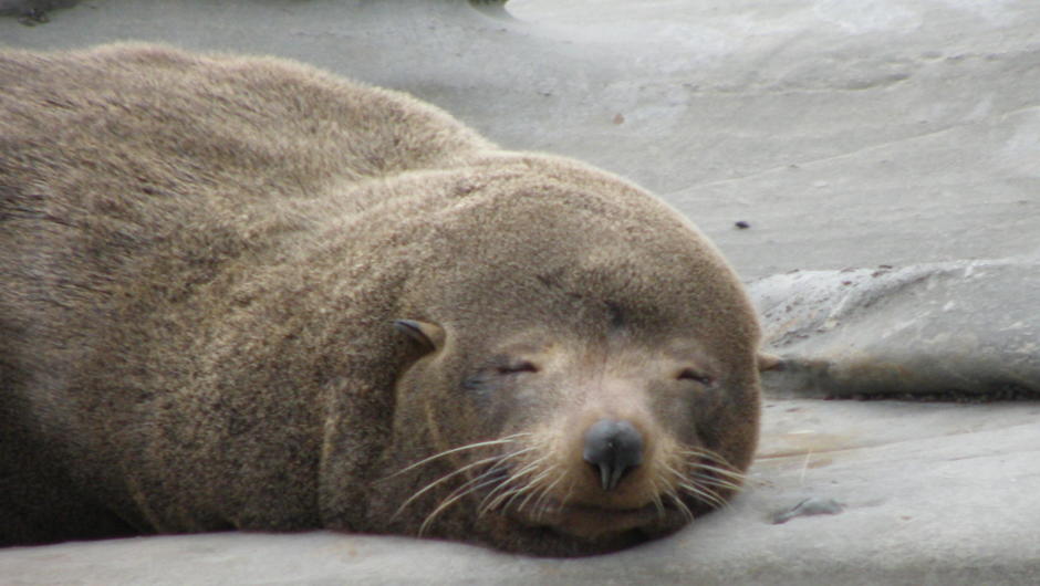 A sleepy Fur Seal in full relaxation mode at the Cape Palliser seal colony.