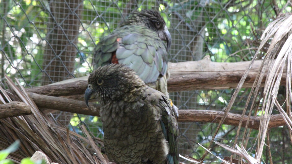 The cheeky mountain Parrot - the Kea at Nga Manu Nature Reserve in Waikanae.