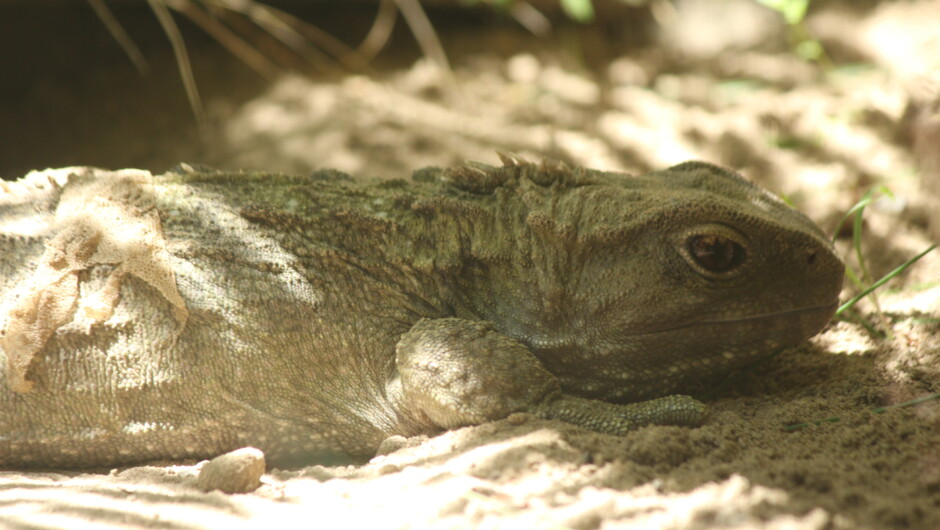 A Tuatara at the Nga Manu Nature Reserve in Waikanae.