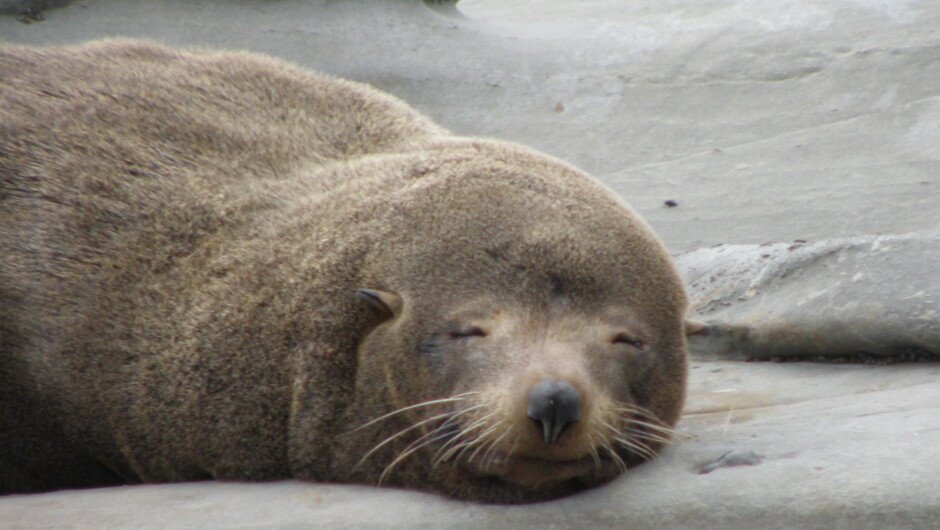 A very relaxed Fur Seal at the Cape Palliser seal colony.