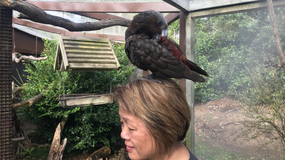 My guest getting to know a Kaka at the Nga Manu Nature Reserve in Waikanae.