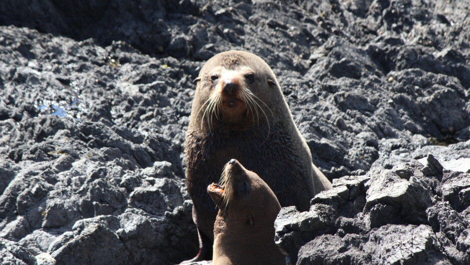 Baby Fur Seal and Mother at the Cape Palliser Seal Colony.