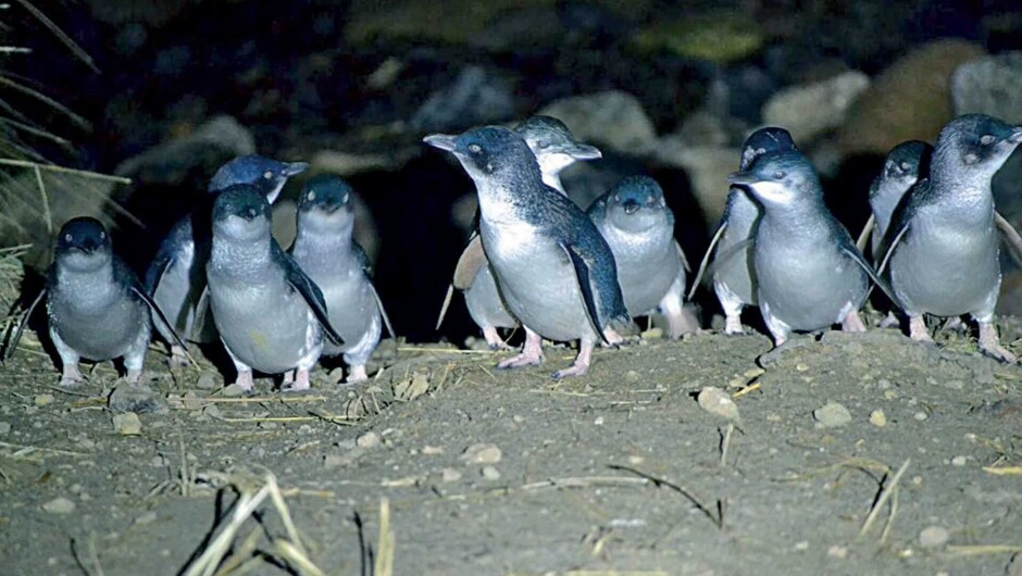 Blue Penguins returning from sea to their nest sites