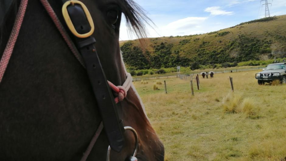 Horseback Riding Holiday NZ South Island. Waiting for the pack horses.