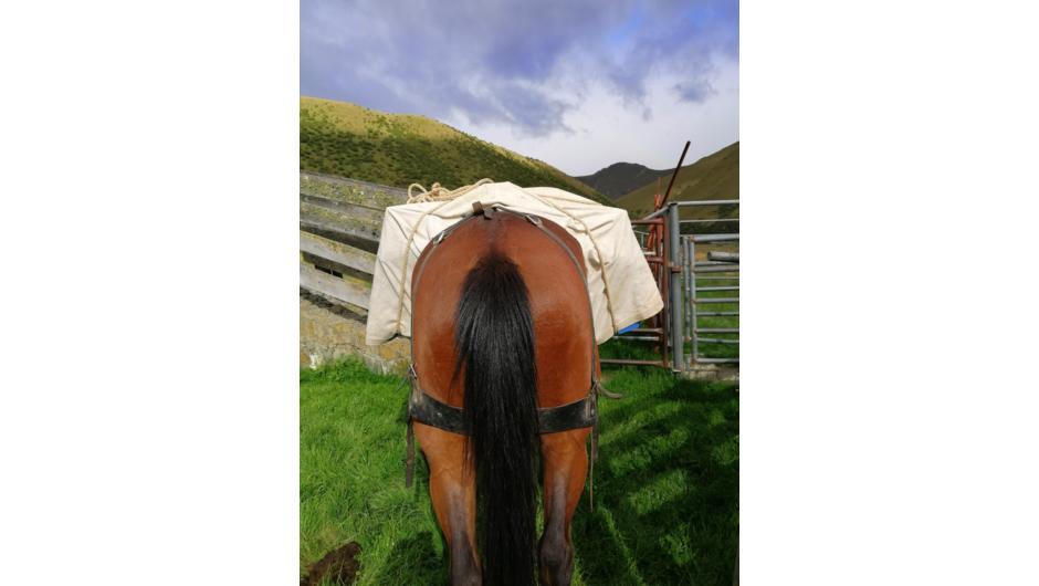 Pack Horse is ready to go.  Horseback riding holiday South Island.