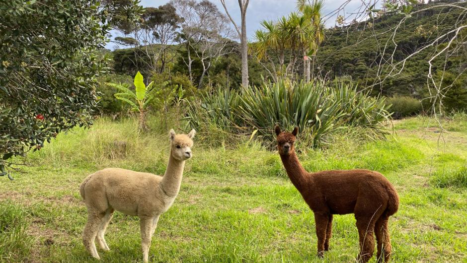 Parohe has four gorgeous Alpacas. Friendly and curious, stop by and gently pat or offer them a snack from their feeding station.