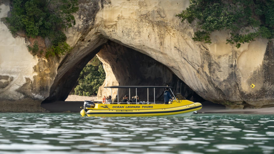 Visit stunning Cathedral Cove with Ocean Leopard Tours