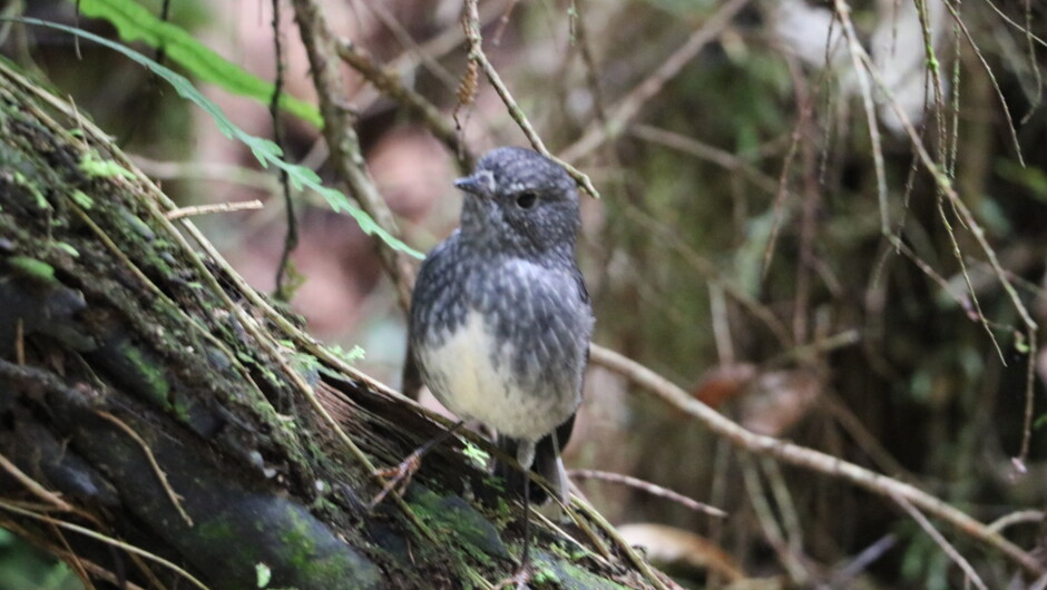 You never know who you are going to meet while in the Whanganui National Park