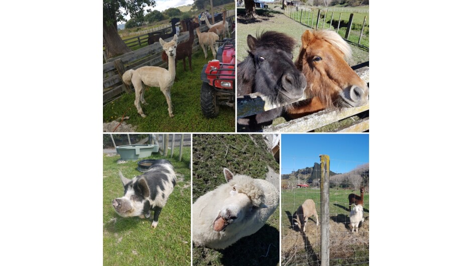 Some of our friendly farm animals.