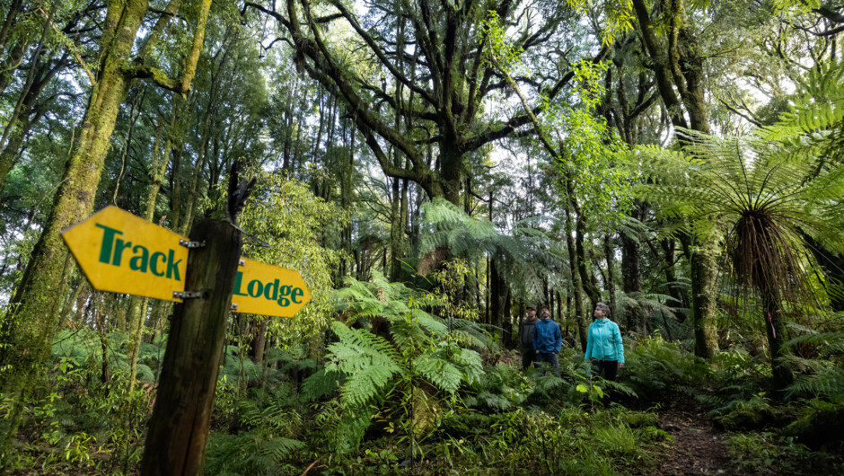 Walking trail at Timber Trail Lodge.