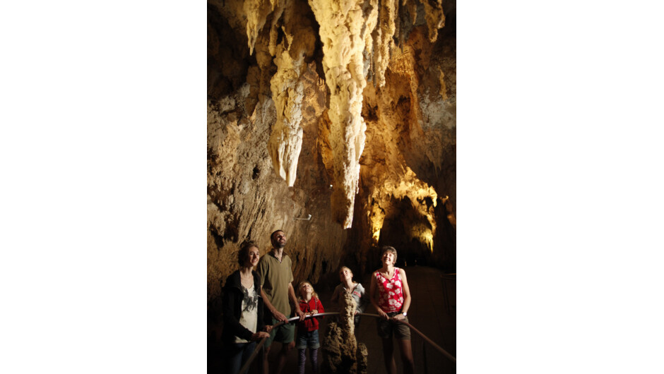 Auckland to Rotorua via Waitomo Caves One-Way Private Tour