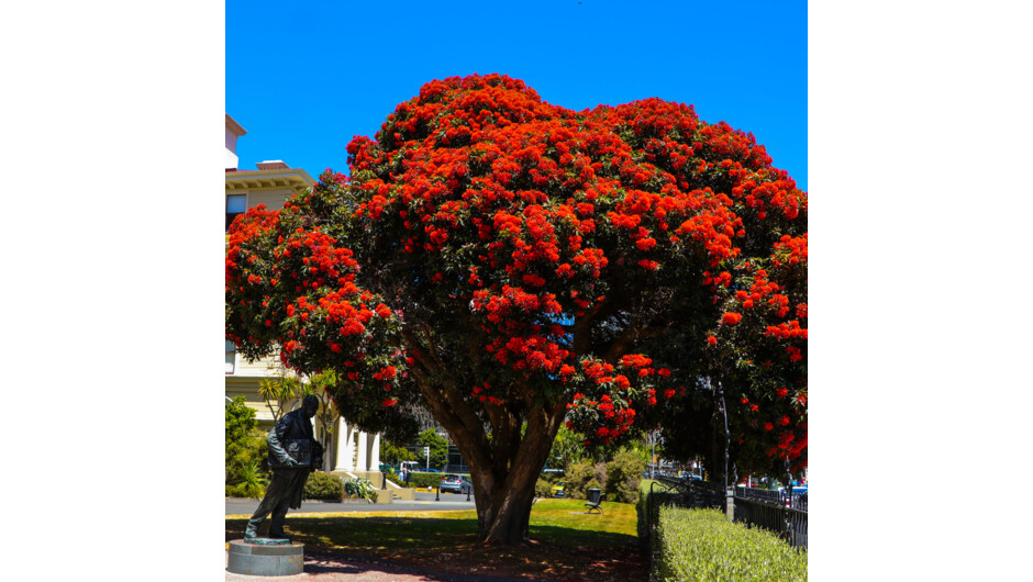 A Pahutukawa tree in the heart of Wellington.