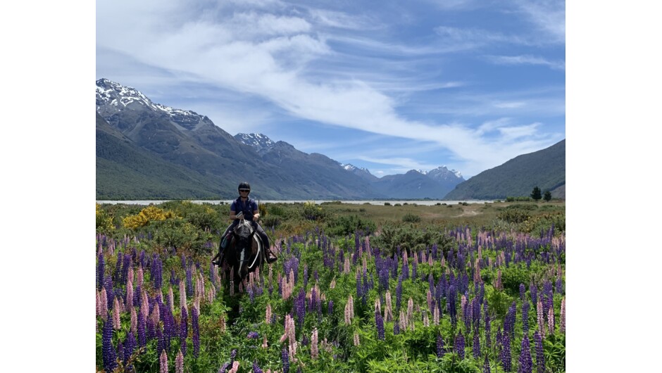 Lupin season on the Dart River. No more beautiful time to ride.